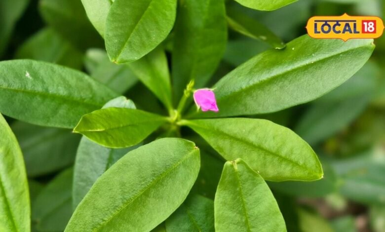 Health Tips: गुलाबी फूलों वाली इस पालक के फायदे कर देंगे हैरान, फूल, पत्ती से लेकर जड़ तक सब है खास