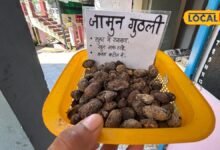 Health Tips : शुगर रहेगा कंट्रोल, नहीं बढ़ेगा वजन...जामुन की गुठली में इतने गुण, लेकिन न करें ये गलती