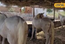 Healthy Horse Diet: घोड़े की सेहत सुधारने का देसी तरीका, जौ-चना से लेकर चारे तक जानें सही तरीका