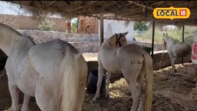 Healthy Horse Diet: घोड़े की सेहत सुधारने का देसी तरीका, जौ-चना से लेकर चारे तक जानें सही तरीका