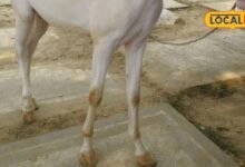 Horse Hoof Disease: घोड़े के खुर में दिखे ये संकेत तो हो जाएं सावधान, छोटी लापरवाही पड़ सकती है भारी
