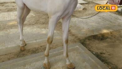 Horse Hoof Disease: घोड़े के खुर में दिखे ये संकेत तो हो जाएं सावधान, छोटी लापरवाही पड़ सकती है भारी