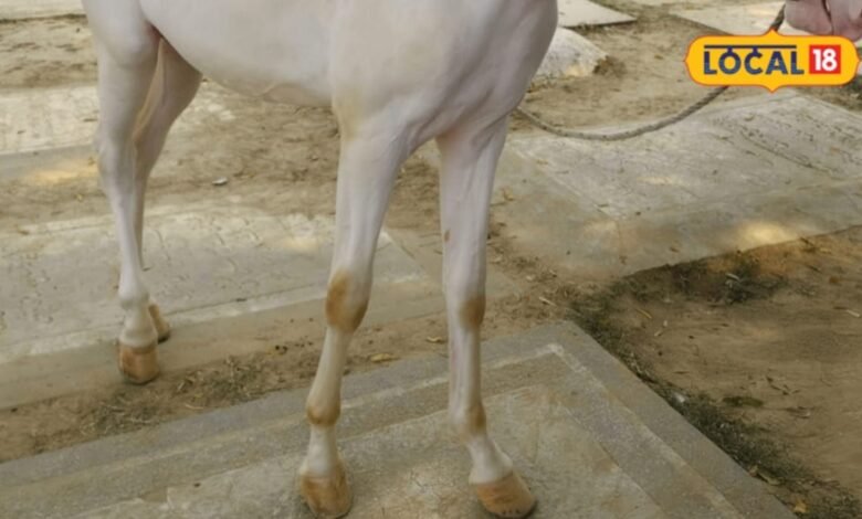 Horse Hoof Disease: घोड़े के खुर में दिखे ये संकेत तो हो जाएं सावधान, छोटी लापरवाही पड़ सकती है भारी