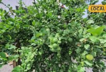 How to Grow Lemon Plant in a Pot | How to Care Lemon Plant | How to Get Fruit From lemon plant | नींबू का पौधा कैसे लगाएं | नींबू के पौधे में फल कैसे