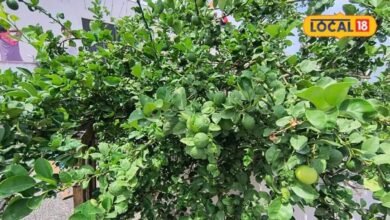 How to Grow Lemon Plant in a Pot | How to Care Lemon Plant | How to Get Fruit From lemon plant | नींबू का पौधा कैसे लगाएं | नींबू के पौधे में फल कैसे