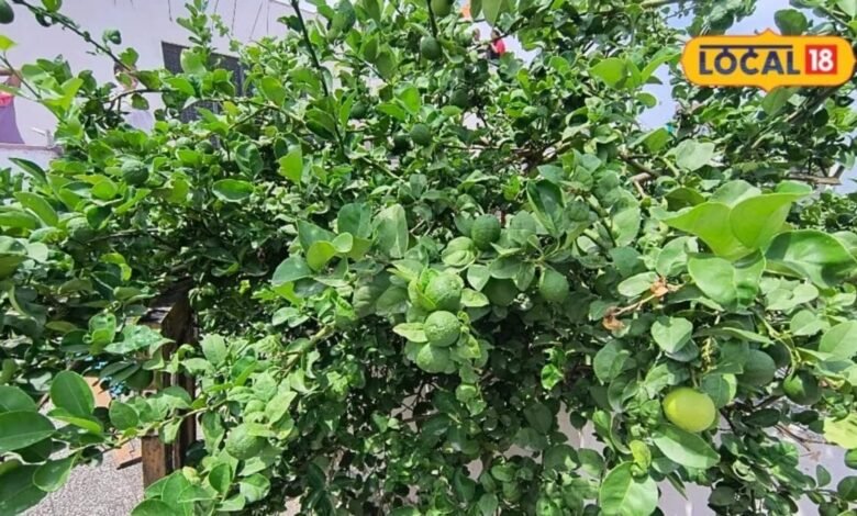 How to Grow Lemon Plant in a Pot | How to Care Lemon Plant | How to Get Fruit From lemon plant | नींबू का पौधा कैसे लगाएं | नींबू के पौधे में फल कैसे