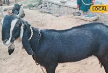 Karauli Goat: करौली की इस बकरी को क्यों पाल रहे हैं पशुपालक? खूबियां जानकर रह जाएंगे हैरान