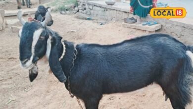 Karauli Goat: करौली की इस बकरी को क्यों पाल रहे हैं पशुपालक? खूबियां जानकर रह जाएंगे हैरान