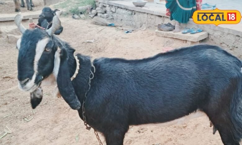 Karauli Goat: करौली की इस बकरी को क्यों पाल रहे हैं पशुपालक? खूबियां जानकर रह जाएंगे हैरान