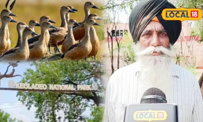 Keoladeo National Park: लद्दाख से भरतपुर पहुंची दुर्लभ मेहमान, केवलादेव में दिखी व्हिसलिंग डक