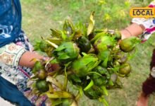 Kumudini Benefits : पेट को ठंडक, हड्डियां करे मजबूत...तालाब में मिलने वाली कुमुदनी सेहत के लिए वरदान, गोंडा में खाते हैं इसका हलवा