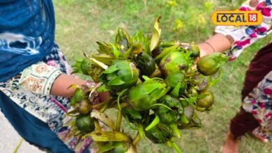 Kumudini Benefits : पेट को ठंडक, हड्डियां करे मजबूत...तालाब में मिलने वाली कुमुदनी सेहत के लिए वरदान, गोंडा में खाते हैं इसका हलवा