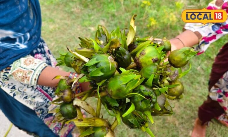 Kumudini Benefits : पेट को ठंडक, हड्डियां करे मजबूत...तालाब में मिलने वाली कुमुदनी सेहत के लिए वरदान, गोंडा में खाते हैं इसका हलवा