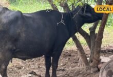 Livestock Buying Tips: सौदा करने से पहले 15 कदम चलाकर देखें पशु, इन संकेतों से पता चलेगा फिटनेस का हाल