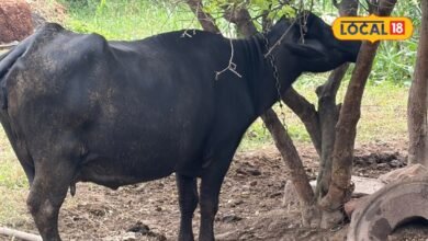 Livestock Buying Tips: सौदा करने से पहले 15 कदम चलाकर देखें पशु, इन संकेतों से पता चलेगा फिटनेस का हाल