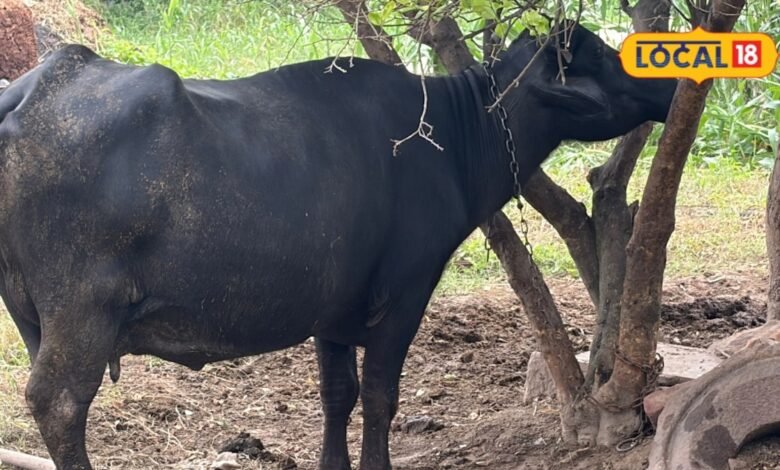 Livestock Buying Tips: सौदा करने से पहले 15 कदम चलाकर देखें पशु, इन संकेतों से पता चलेगा फिटनेस का हाल