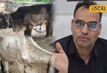 Lumpy Skin Disease | Lumpy Virus in Bharatpur | भरतपुर में लंपी का कहर