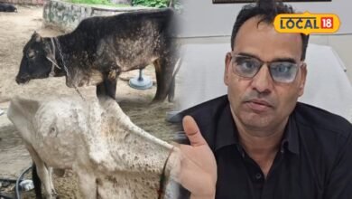 Lumpy Skin Disease | Lumpy Virus in Bharatpur | भरतपुर में लंपी का कहर
