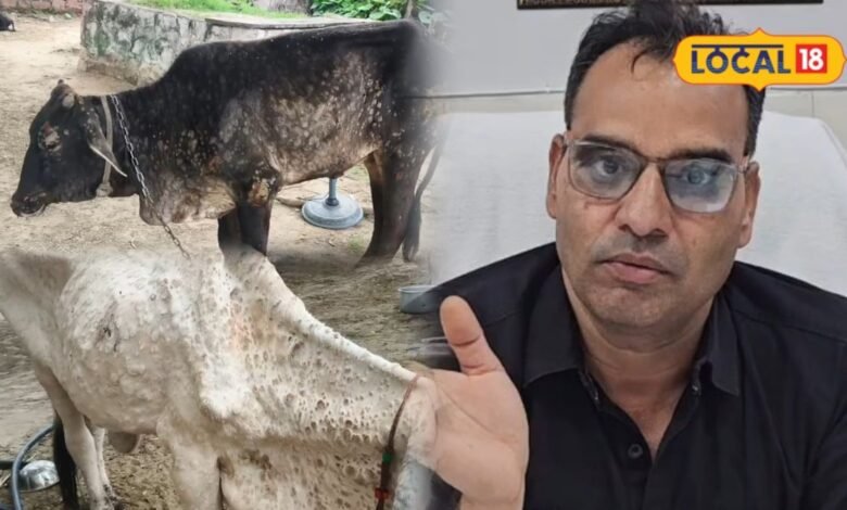 Lumpy Skin Disease | Lumpy Virus in Bharatpur | भरतपुर में लंपी का कहर