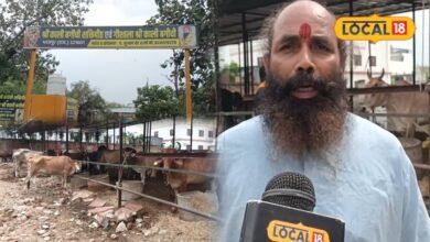 Lumpy Skin Disease in Cows: लंपी के बीच भरतपुर की इस गौशाला की गायें क्यों बनीं चर्चा का विषय? मान्यता जानकर चौंक जाएंगे