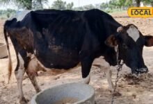 Lumpy Virus: राजस्थान में लंपी का बढ़ा खतरा, 2 बड़े पशु मेले रद्द, गोवंश की आवाजाही पर सख्ती