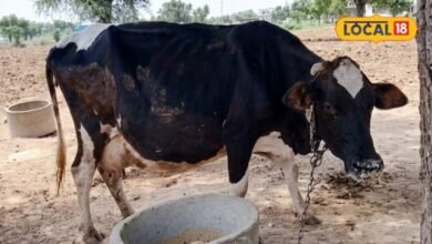 Lumpy Virus: राजस्थान में लंपी का बढ़ा खतरा, 2 बड़े पशु मेले रद्द, गोवंश की आवाजाही पर सख्ती