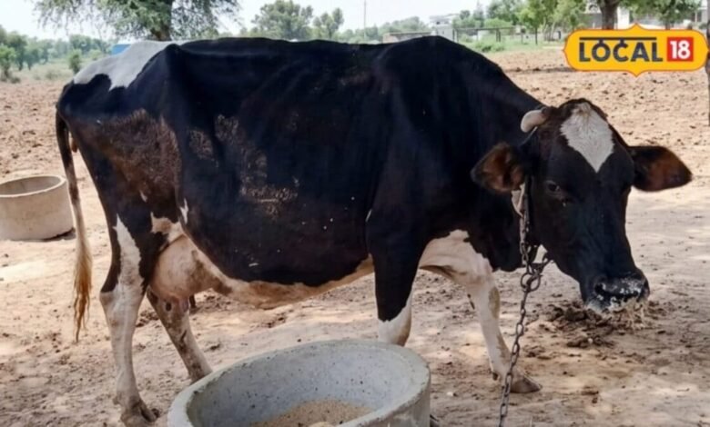 Lumpy Virus: राजस्थान में लंपी का बढ़ा खतरा, 2 बड़े पशु मेले रद्द, गोवंश की आवाजाही पर सख्ती