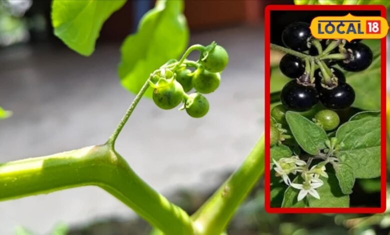 Makoy Benefits: यूं ही नहीं मकोय को कहते हैं लिवर का टॉनिक, पेट से लेकर किडनी तक की समस्याओं में है रामबाण