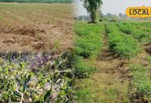 Mirch Ki Kheti : भरतपुर में शुरू हुई मिर्ची की खेती, इस बार किसानों को क्यों पसंद आ रही ईगल किस्म? जानिए खास वजह
