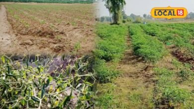 Mirch Ki Kheti : भरतपुर में शुरू हुई मिर्ची की खेती, इस बार किसानों को क्यों पसंद आ रही ईगल किस्म? जानिए खास वजह