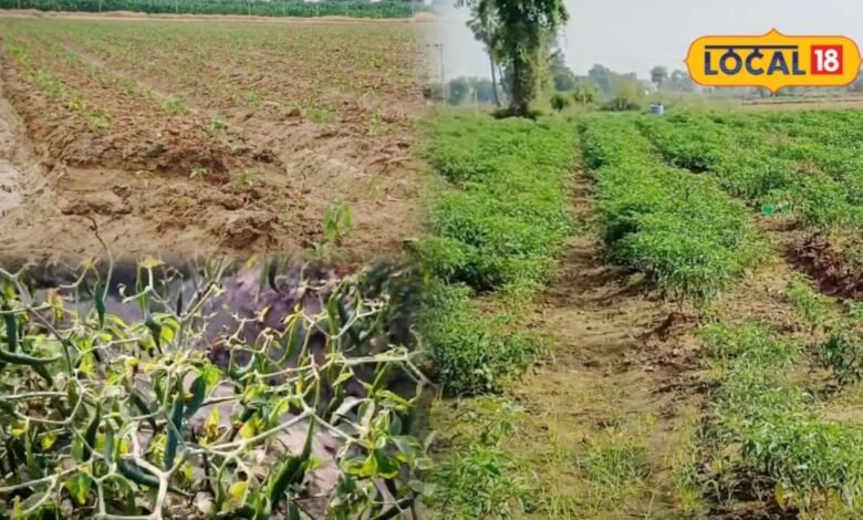 Mirch Ki Kheti : भरतपुर में शुरू हुई मिर्ची की खेती, इस बार किसानों को क्यों पसंद आ रही ईगल किस्म? जानिए खास वजह