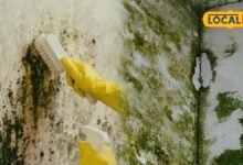 Moss Removal Tips: बारिश में छत पर जम गई है जिद्दी काई, रसोई की इन चीजों से करें सफाई, मिनटों में चमक उठेगा घर
