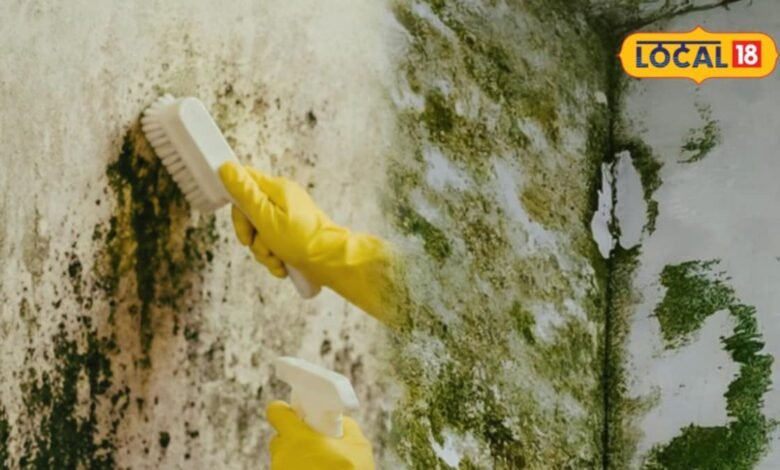 Moss Removal Tips: बारिश में छत पर जम गई है जिद्दी काई, रसोई की इन चीजों से करें सफाई, मिनटों में चमक उठेगा घर