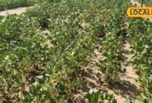 Moth Bean Farming I bikaner news I मोठ की खेती को मिलेगा ग्लोबल विस्तार, विदेश भेजे गए 70 से ज्यादा जीनोटाइप