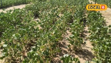 Moth Bean Farming I bikaner news I मोठ की खेती को मिलेगा ग्लोबल विस्तार, विदेश भेजे गए 70 से ज्यादा जीनोटाइप