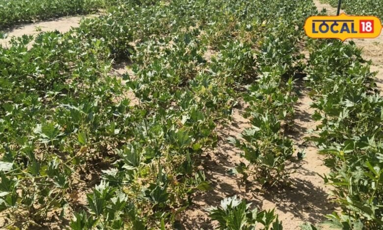 Moth Bean Farming I bikaner news I मोठ की खेती को मिलेगा ग्लोबल विस्तार, विदेश भेजे गए 70 से ज्यादा जीनोटाइप