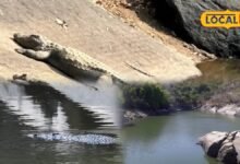 Mount Abu Crocodile Park: यहां छिपा है मगरमच्छों का ठिकाना, 130 रुपए में जंगल के बीच दिखेगा रोमांचक नजारा