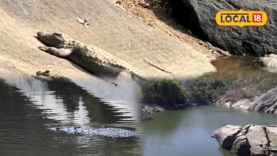 Mount Abu Crocodile Park: यहां छिपा है मगरमच्छों का ठिकाना, 130 रुपए में जंगल के बीच दिखेगा रोमांचक नजारा