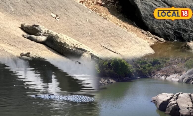 Mount Abu Crocodile Park: यहां छिपा है मगरमच्छों का ठिकाना, 130 रुपए में जंगल के बीच दिखेगा रोमांचक नजारा