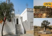 Nagaur News: गुरु जंभेश्वर और मेड़ता राज का अनोखा इतिहास, केर की लकड़ी बनी खांडा, रोटू-गुलर को मिला धाम का दर्जा