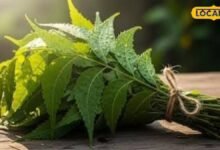Neem Benefits: नीम सिर्फ छांव नहीं देता, घर के इन 5 कामों में भी है बेहद उपयोगी, जानें सही तरीका