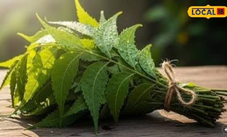 Neem Benefits: नीम सिर्फ छांव नहीं देता, घर के इन 5 कामों में भी है बेहद उपयोगी, जानें सही तरीका