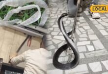 Pali News: बिना आहट घर में दाखिल हो सकता है सांप, इन संकेतों से तुरंत पहचानें खतरा, जानिए बचाव के उपाय