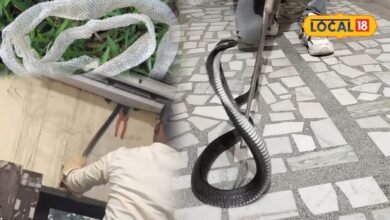 Pali News: बिना आहट घर में दाखिल हो सकता है सांप, इन संकेतों से तुरंत पहचानें खतरा, जानिए बचाव के उपाय