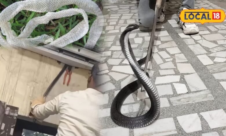 Pali News: बिना आहट घर में दाखिल हो सकता है सांप, इन संकेतों से तुरंत पहचानें खतरा, जानिए बचाव के उपाय