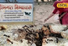 Pitru Paksha 2026: श्राद्ध पक्ष में चींटियों को क्यों खिलाया जाता है दाना? जानें कीड़ी-नगरा से परंपरा