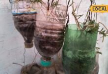 Plastic Bottle Planter I गमले खरीदने की जरूरत नहीं, खाली प्लास्टिक बोतल से बनाएं अपना किचन गार्डन