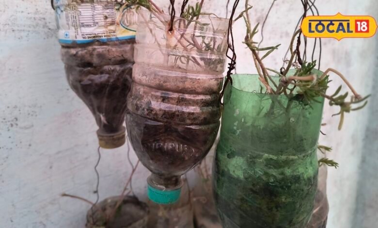 Plastic Bottle Planter I गमले खरीदने की जरूरत नहीं, खाली प्लास्टिक बोतल से बनाएं अपना किचन गार्डन