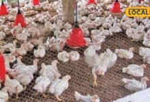 Poultry Farming Tips: बारिश में मुर्गियों को बीमारियों से बचाना है? शेड से चारे तक इन 5 जरूरी बातों का रखें ध्यान