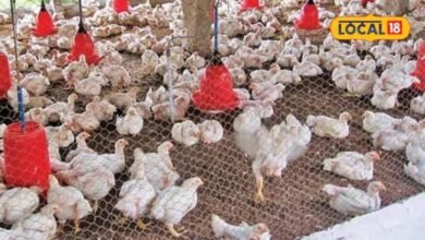 Poultry Farming Tips: बारिश में मुर्गियों को बीमारियों से बचाना है? शेड से चारे तक इन 5 जरूरी बातों का रखें ध्यान